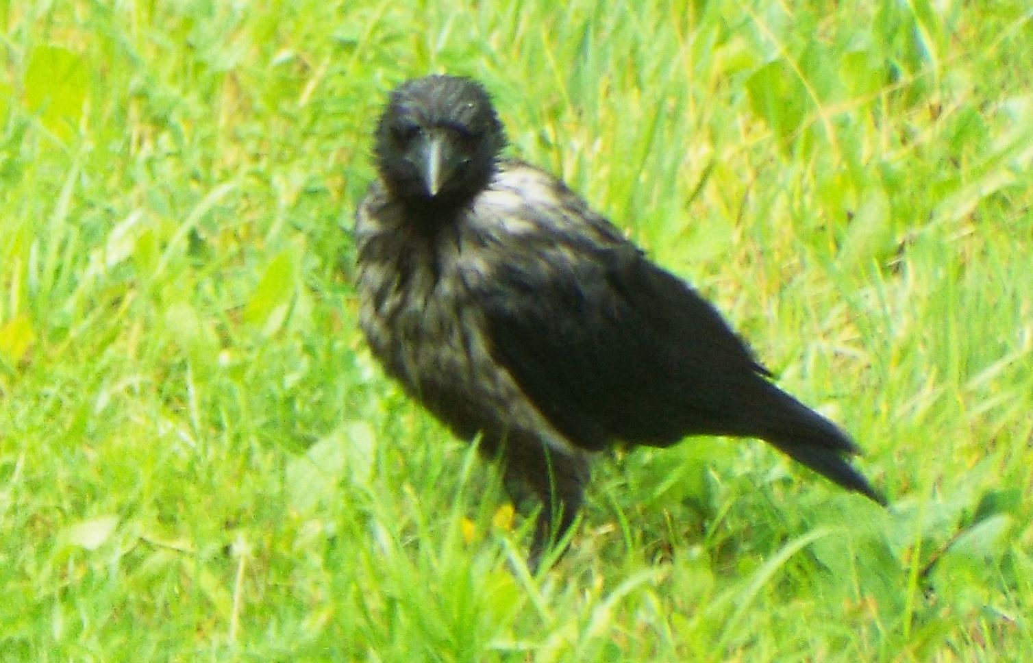 Corvidae dallo strano piumagggio: ibridi tra Cornacchia nera e Cornacchia grigia